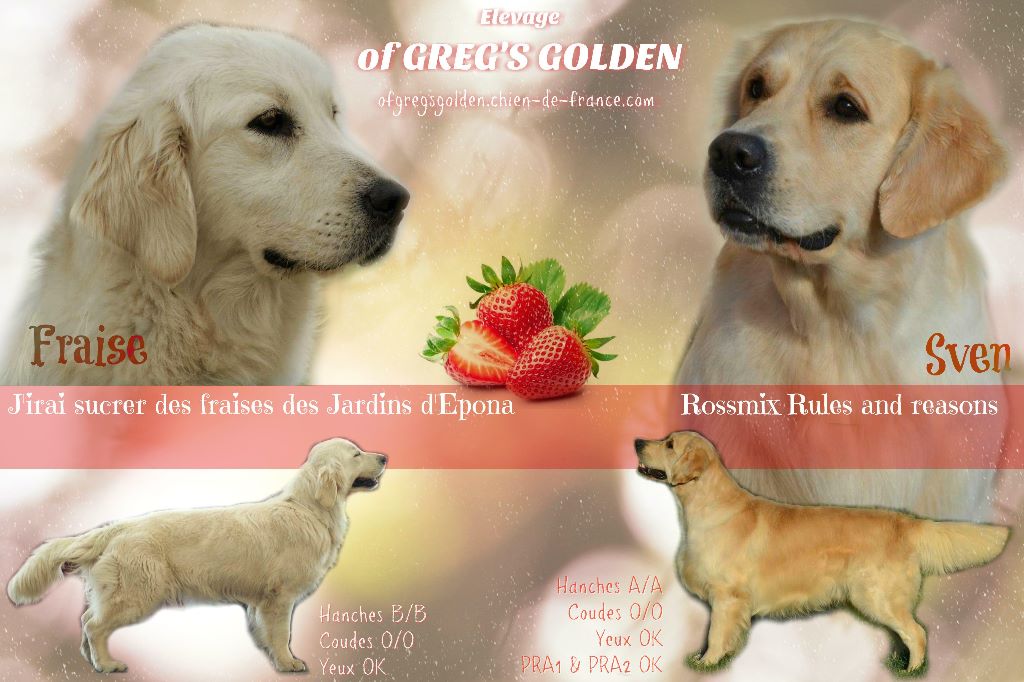 Of Greg's Golden - Golden Retriever - Portée née le 09/02/2018