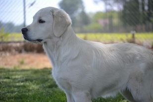 Rebelle of Greg's golden