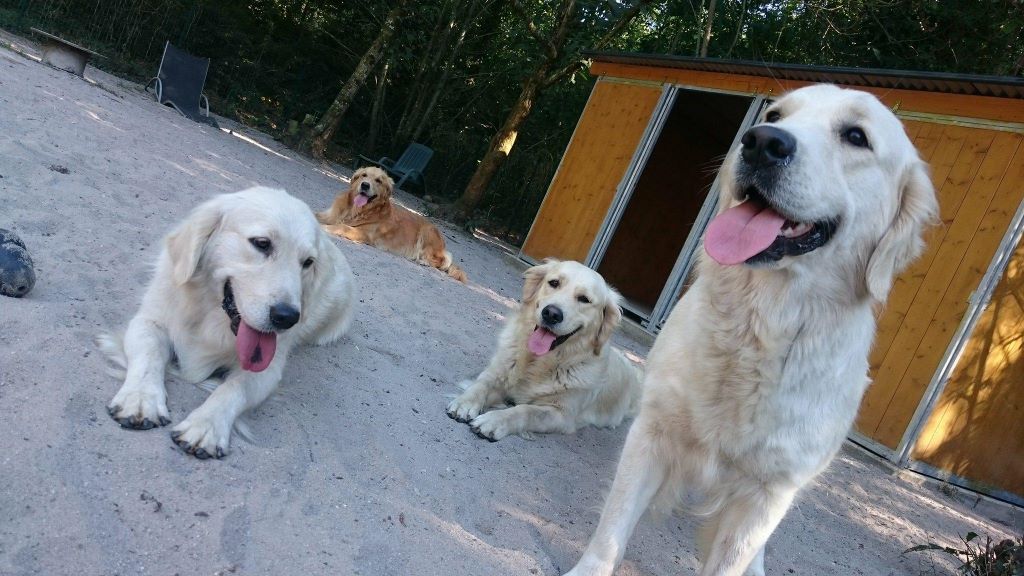 la team