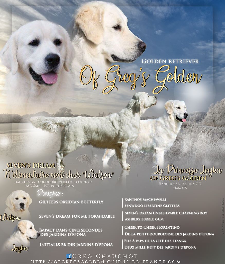 Of Greg's Golden - Golden Retriever - Portée née le 03/11/2019
