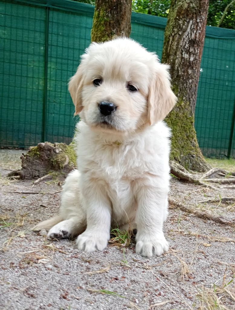 Of Greg's Golden - Chiots disponibles - Golden Retriever