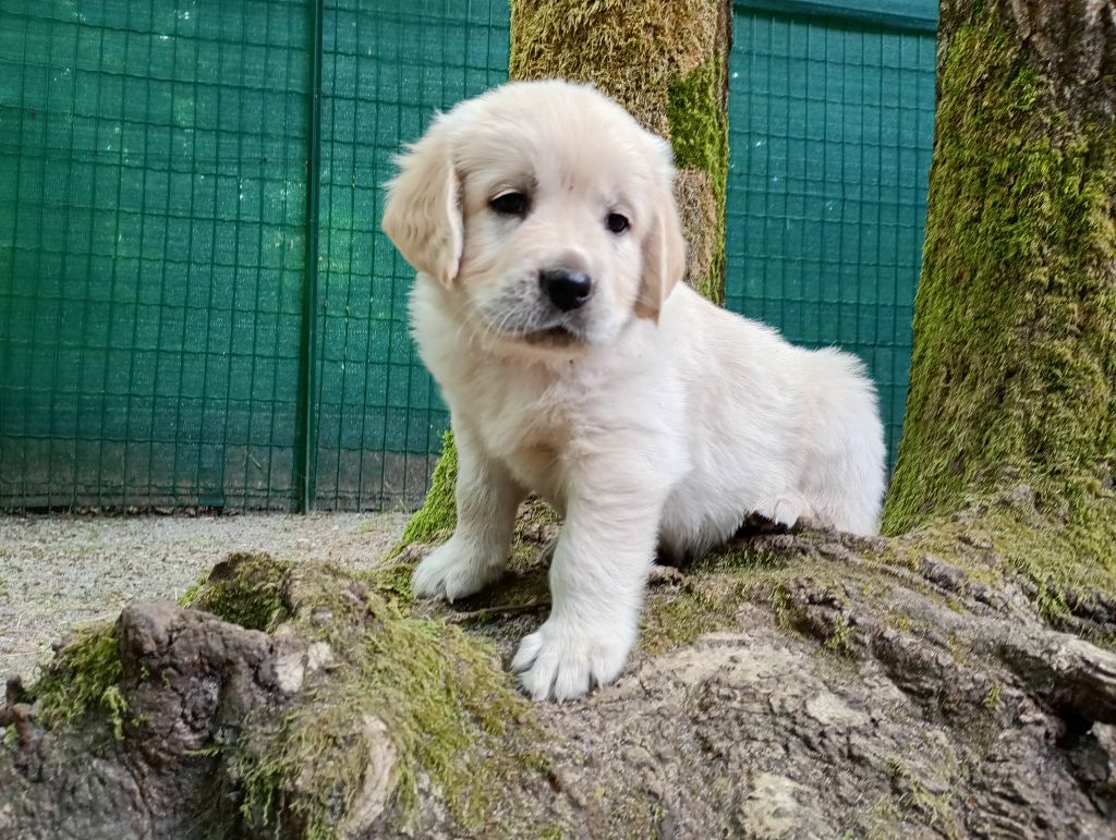 Of Greg's Golden - Chiots disponibles - Golden Retriever