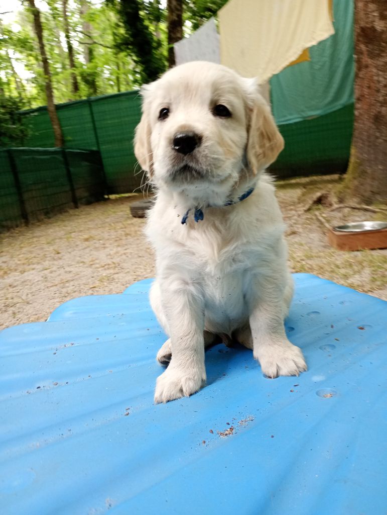 Of Greg's Golden - Chiots disponibles - Golden Retriever