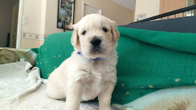 CHIOT