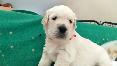 CHIOT