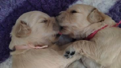 CHIOT
