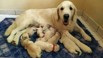 CHIOT