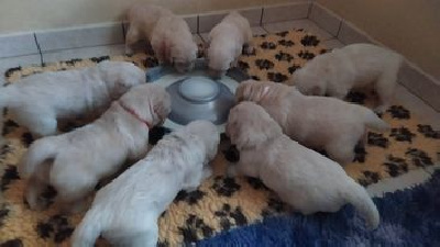 CHIOT