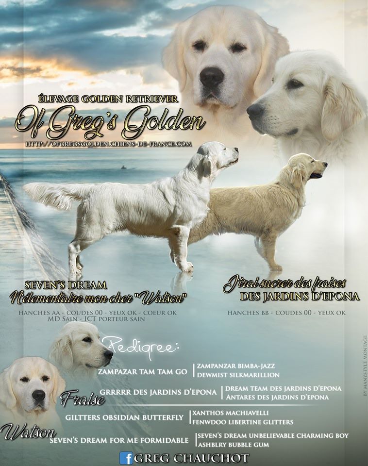 Of Greg's Golden - Golden Retriever - Portée née le 28/03/2019