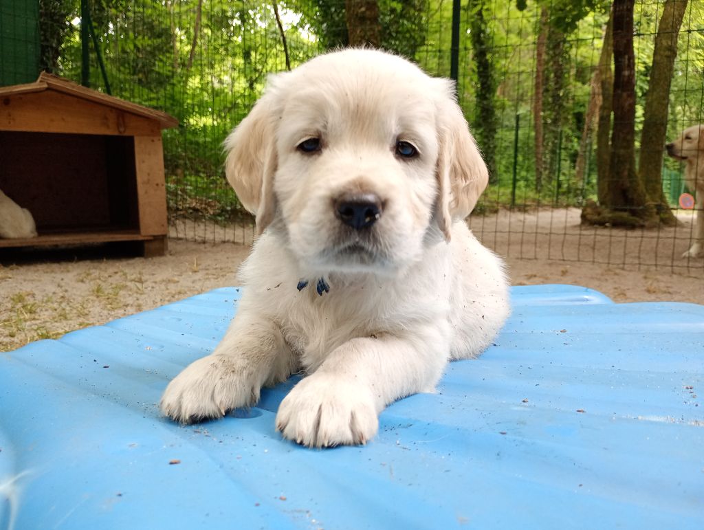 Of Greg's Golden - Chiots disponibles - Golden Retriever