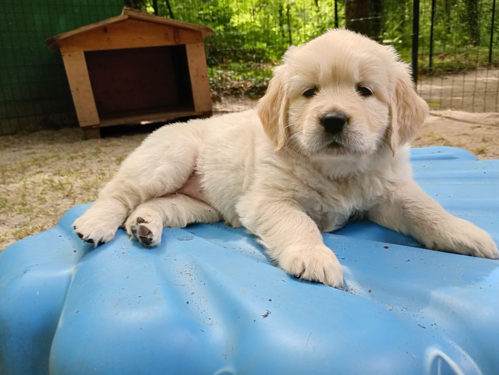 Of Greg's Golden - Golden Retriever - Portée née le 11/04/2025