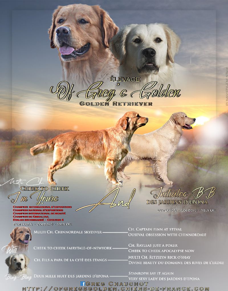 Of Greg's Golden - Golden Retriever - Portée née le 09/11/2019
