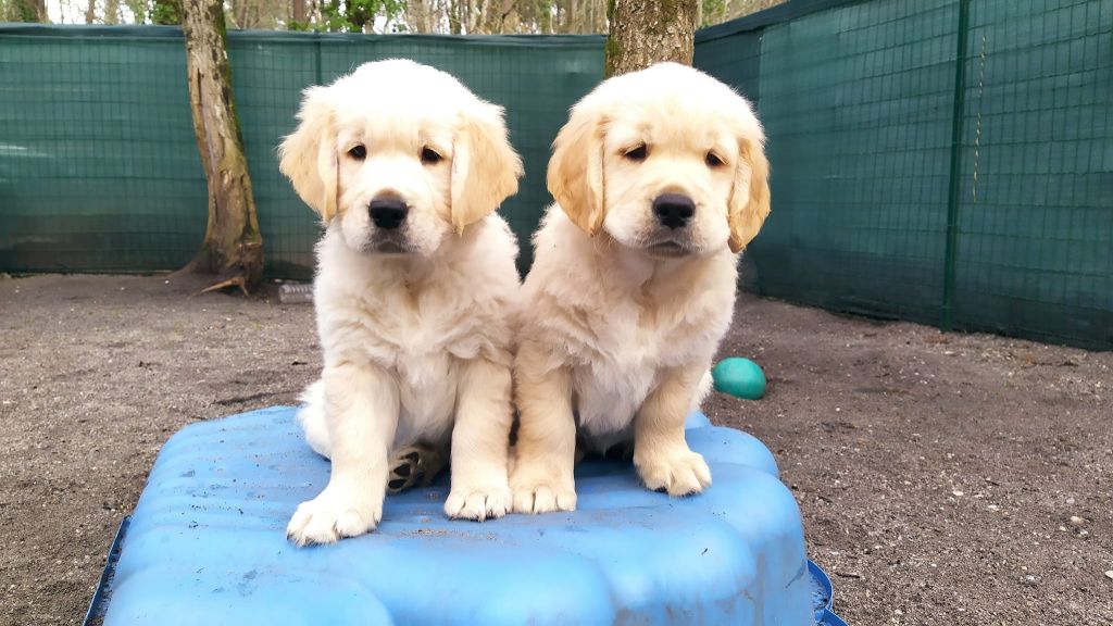 Chiot Golden Retriever Of Greg's Golden
